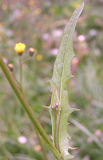 Crepis capillaris