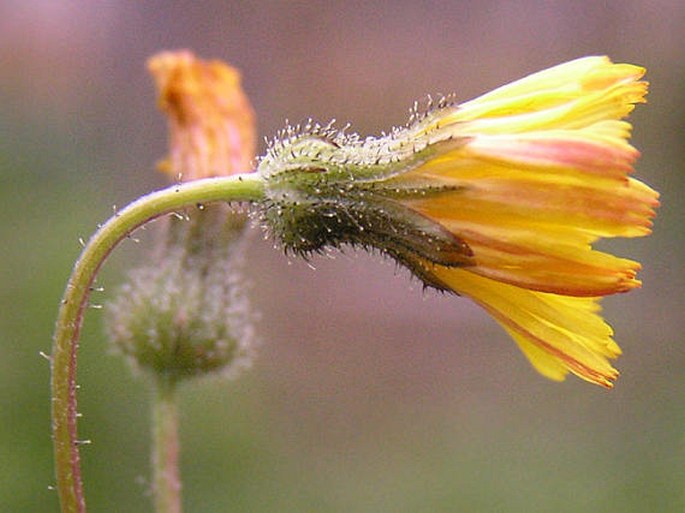 Crepis capillaris