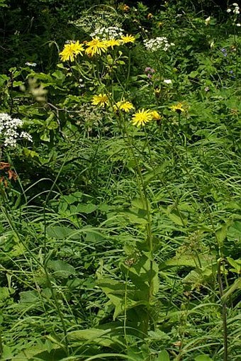 Crepis sibirica