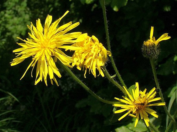 CREPIS SIBIRICA L. – škarda sibiřská / škarda sibírska