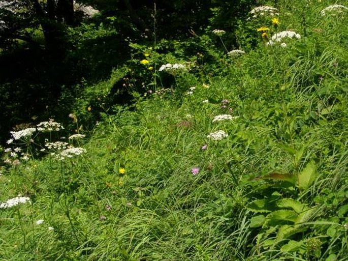 Crepis sibirica