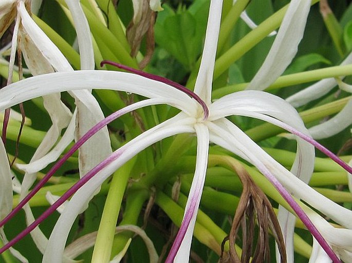 Crinum asiaticum