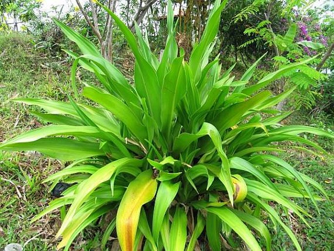 Crinum asiaticum