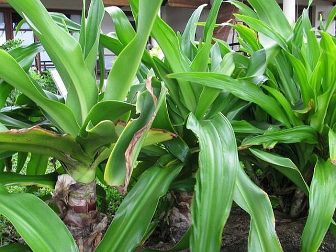 Crinum asiaticum