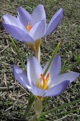 Crocus biflorus