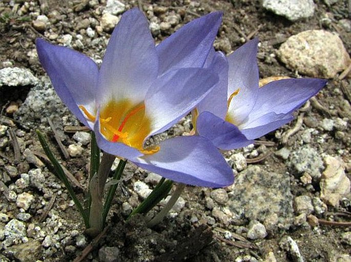 Crocus biflorus