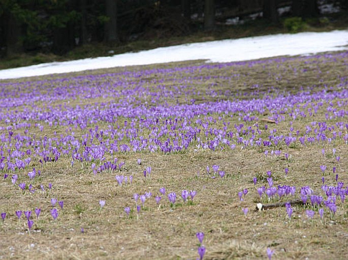 Crocus discolor