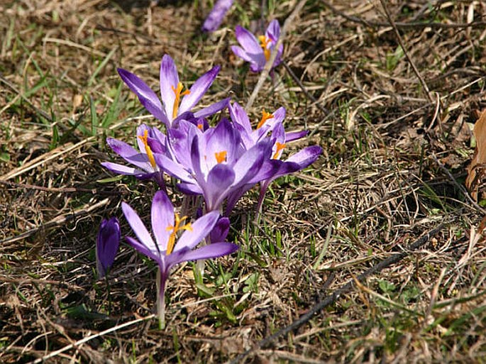 Crocus discolor