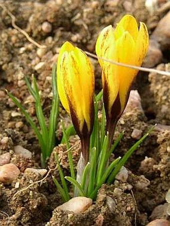 Crocus korolkowi