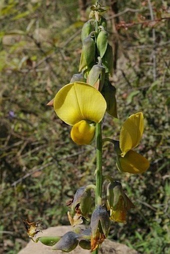 Crotalaria retusa