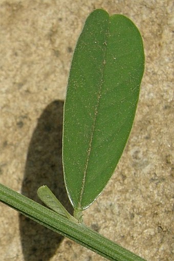 Crotalaria retusa