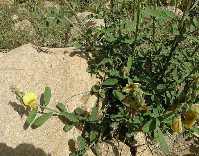 Crotalaria retusa