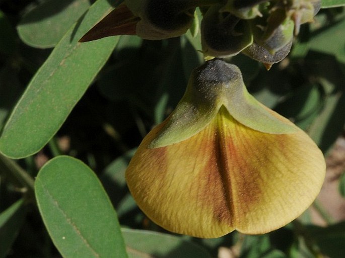 Crotalaria retusa