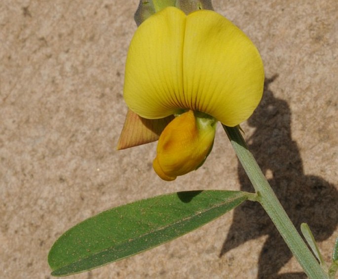 Crotalaria retusa