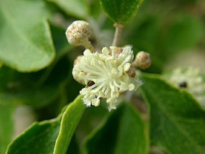 CROTON SOCOTRANUS Balf. f.