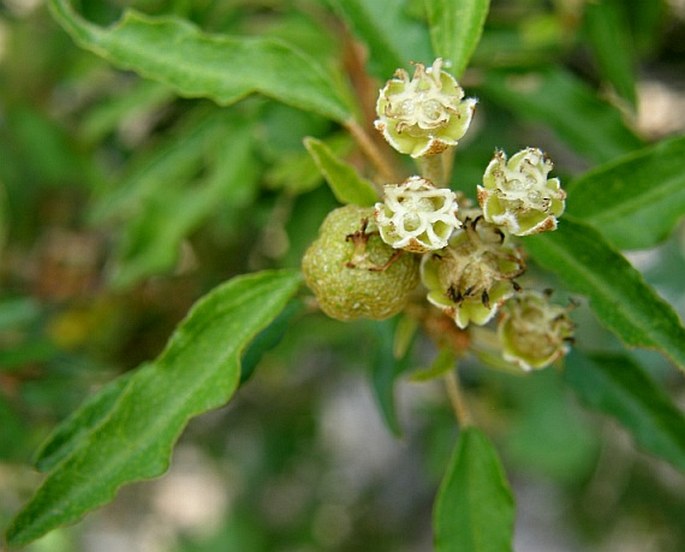 Croton socotranus