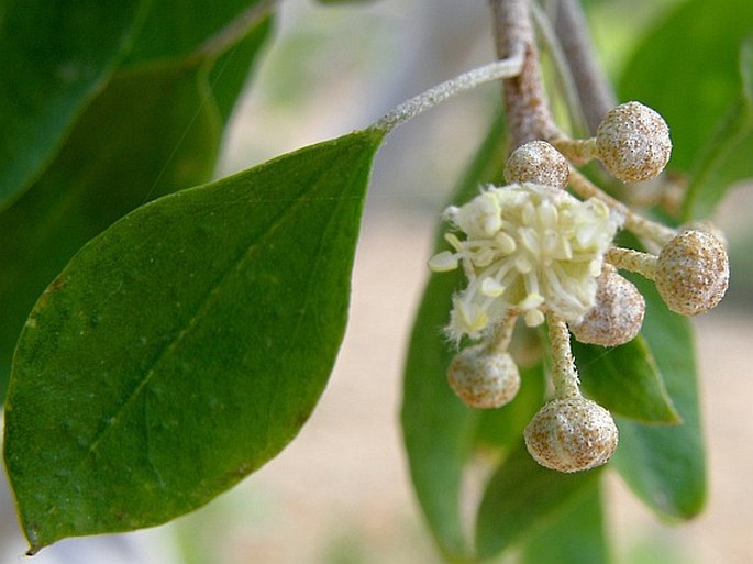 Croton socotranus