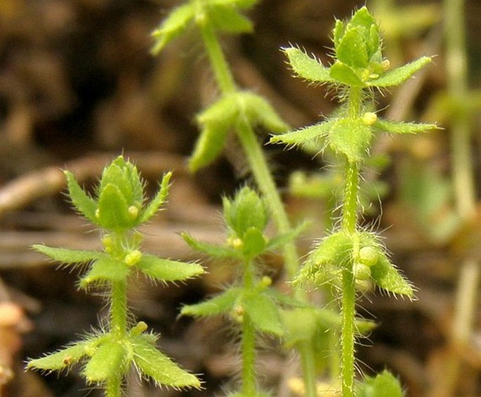 Cruciata pedemontana