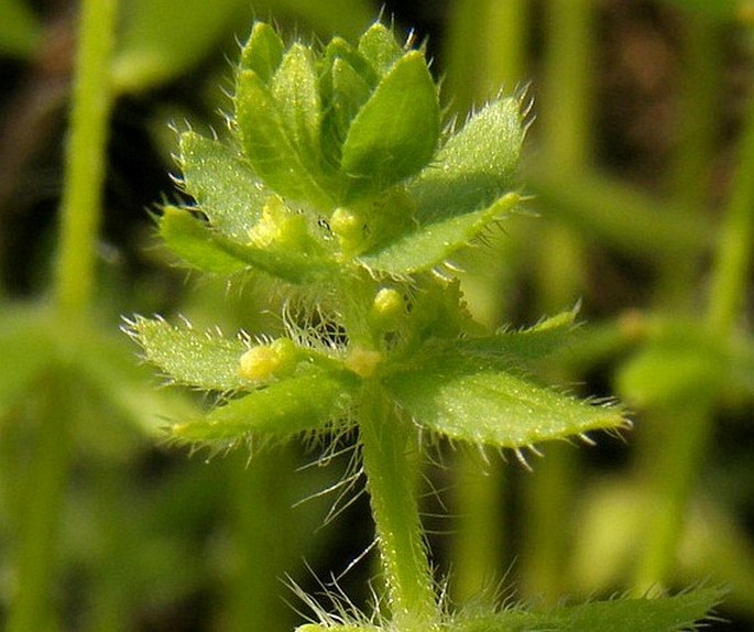 Cruciata pedemontana