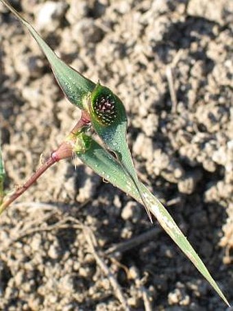 Crypsis aculeata