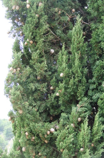 Cupressus sempervirens