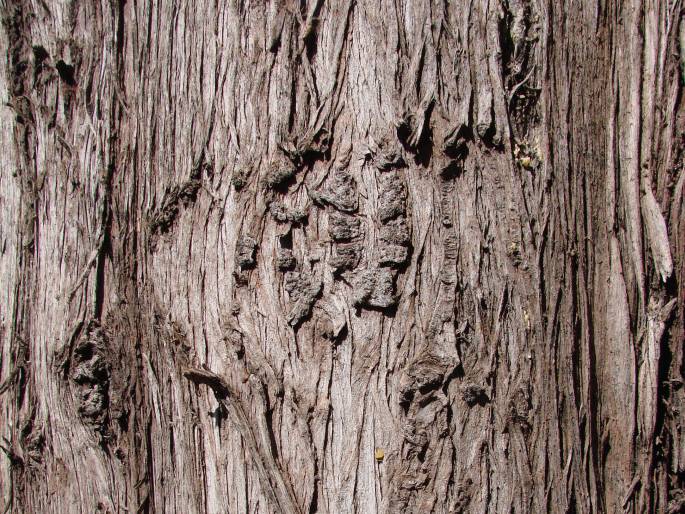 Cupressus sempervirens