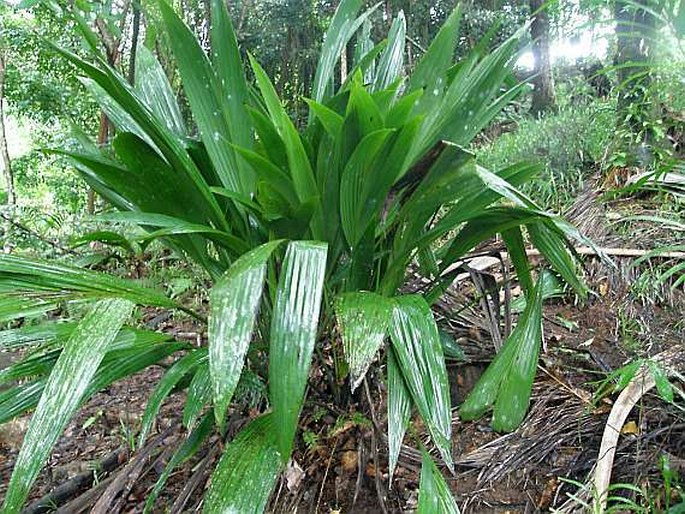 Curculigo seychellensis