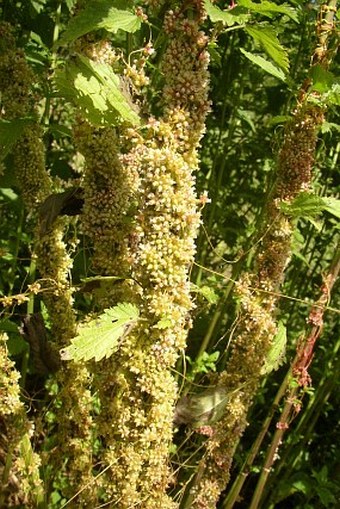 Cuscuta europaea