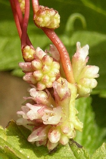 Cuscuta europaea