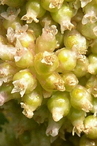 Cuscuta europaea