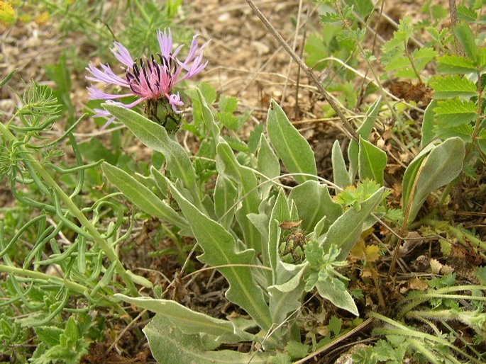 Centaurea triumfettii subsp. axillaris