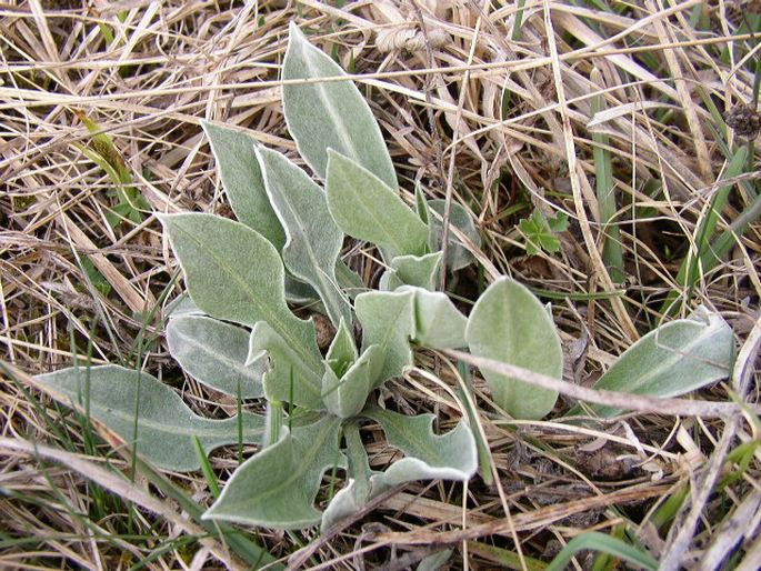 Centaurea triumfettii subsp. axillaris