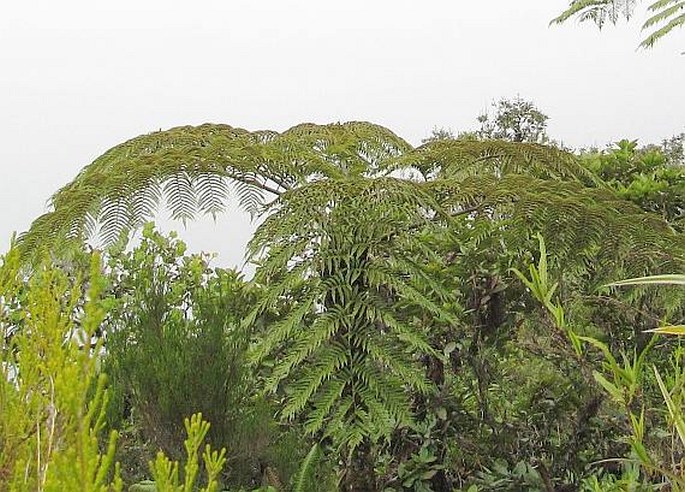 Cyathea excelsa