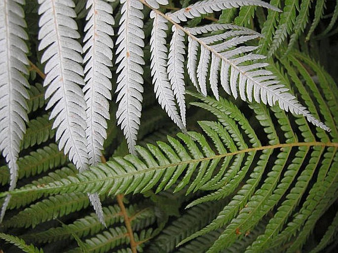 Cyathea dealbata