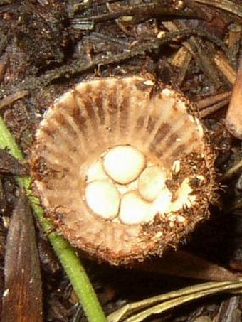 Cyathus striatus