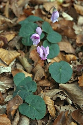 Cyclamen purpurascens subsp. immaculatum