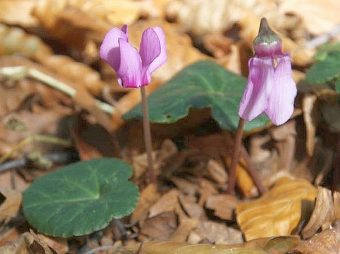 CYCLAMEN PURPURASCENS subsp. IMMACULATUM (Hrabětová) Halda et Soják – brambořík fatranský / cyklámen fatranský