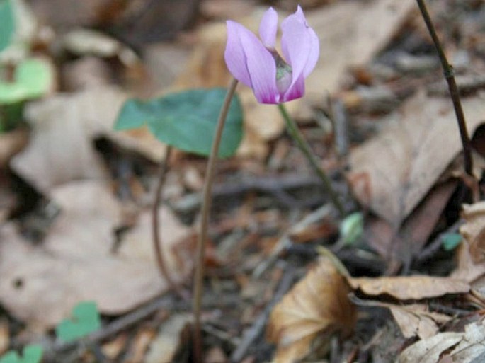 Cyclamen purpurascens subsp. immaculatum