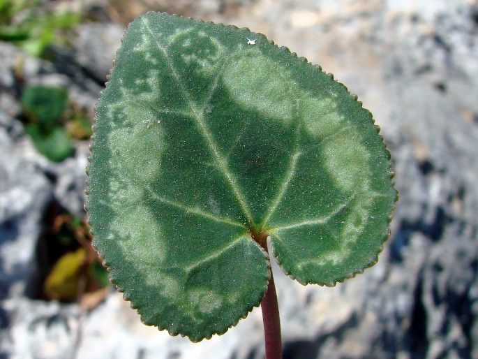 Cyclamen persicum