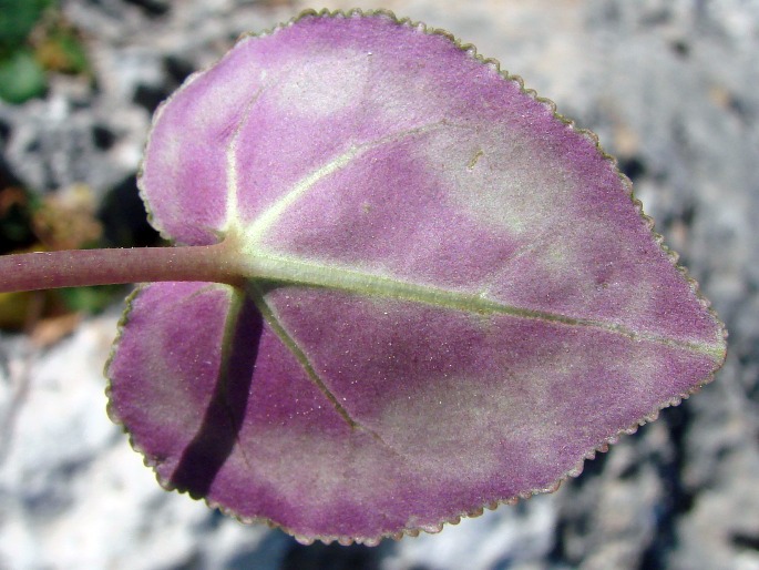 Cyclamen persicum