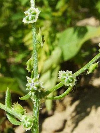 Cycloloma atriplicifolium