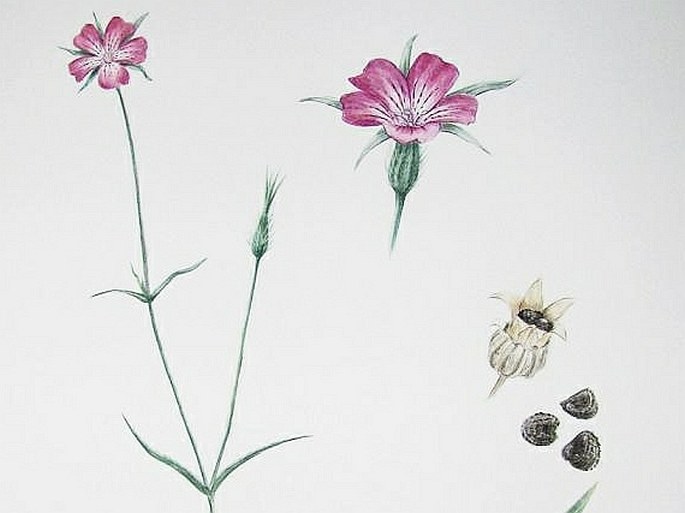 Soutěž Nejlepší botanická ilustrace roku 2012 - Lenka Cycoňová