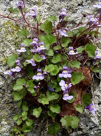 Cymbalaria muralis