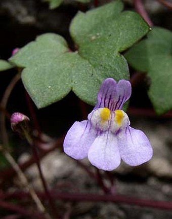 Cymbalaria muralis