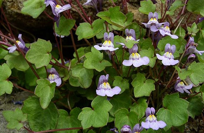 CYMBALARIA MURALIS P. Gaertn., B. Mey. et Scherb. – zvěšinec zední / cimbalok múrový