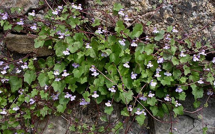 Cymbalaria muralis