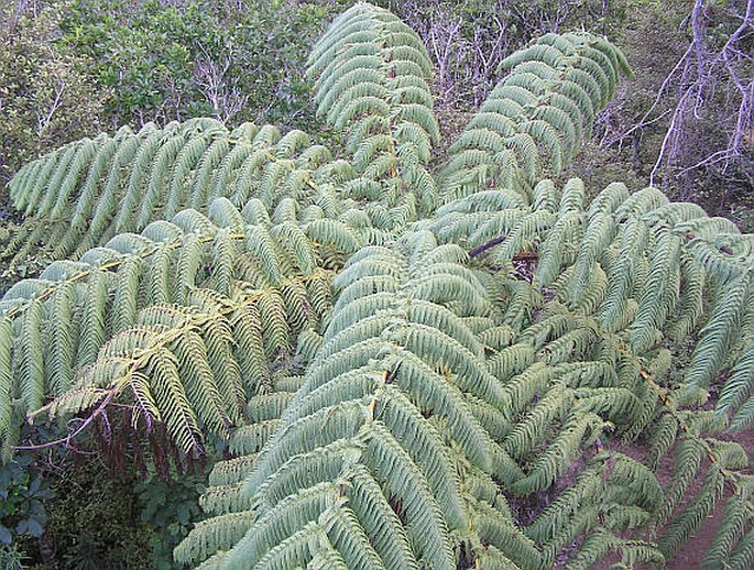 CYATHEA MEDULLARIS (G. Frost.) Sw.