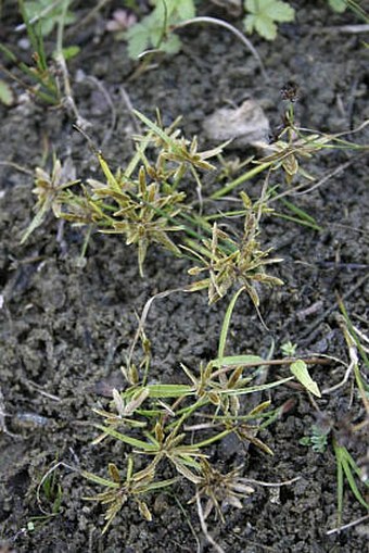 Cyperus flavescens