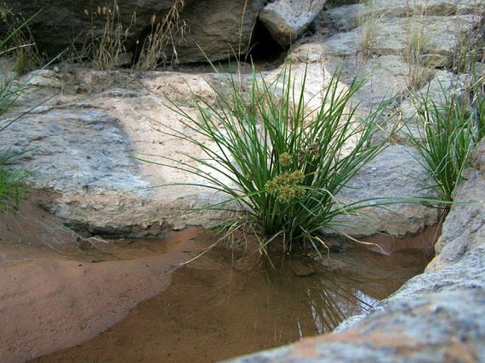 Cyperus eragrostis