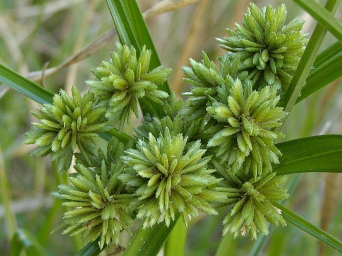 Cyperus eragrostis